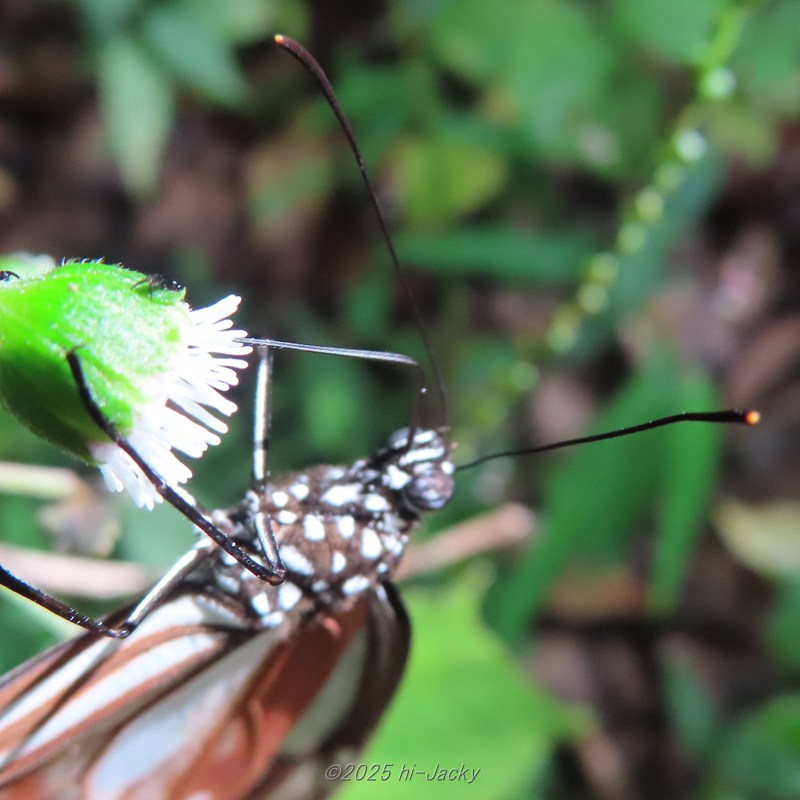 アサギマダラの触角