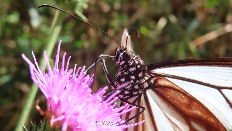 アサギマダラの前足