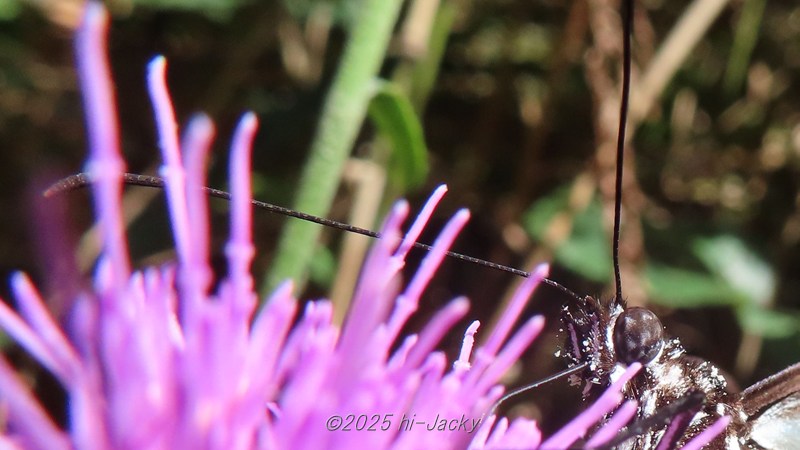 アサギマダラの触角