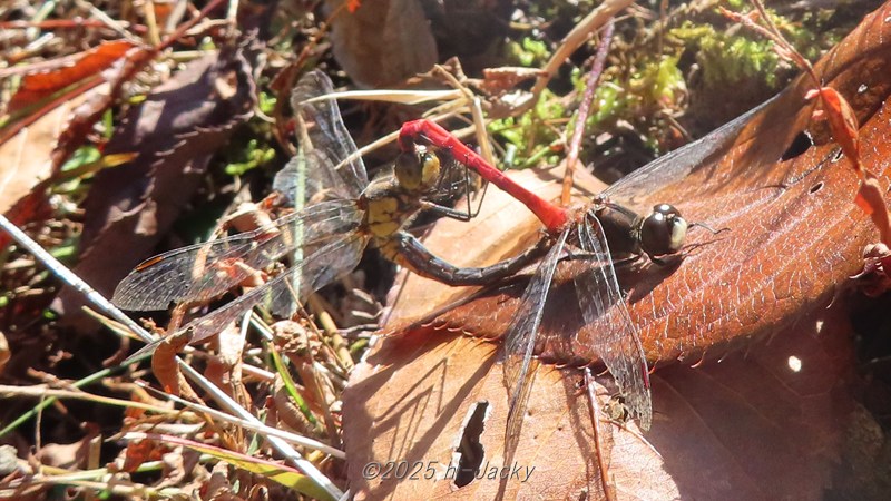 ヒメアカネの交尾