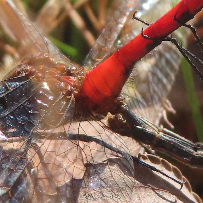 ヒメアカネのハートマークの連結部
