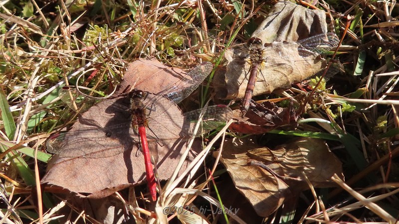 連結が解かれた後のヒメアカネ