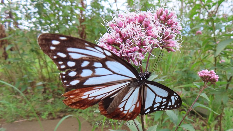 アサギマダラの気門