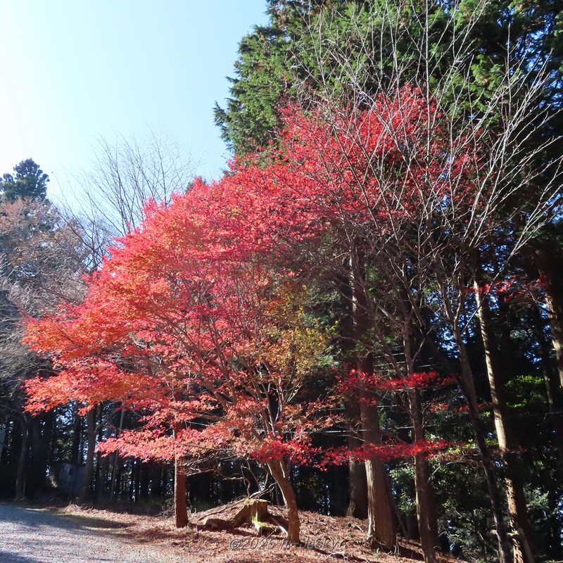 本宮山の紅葉