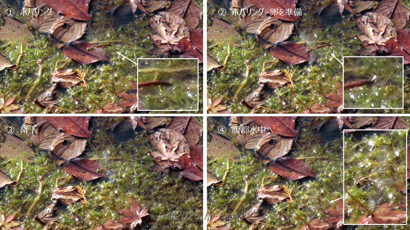 とんぼの産卵時のホバリングと卵の装てん