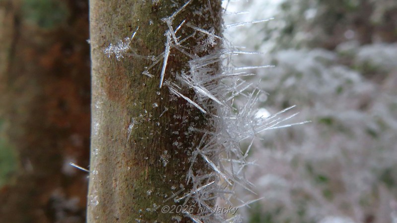 木の幹についた樹霜