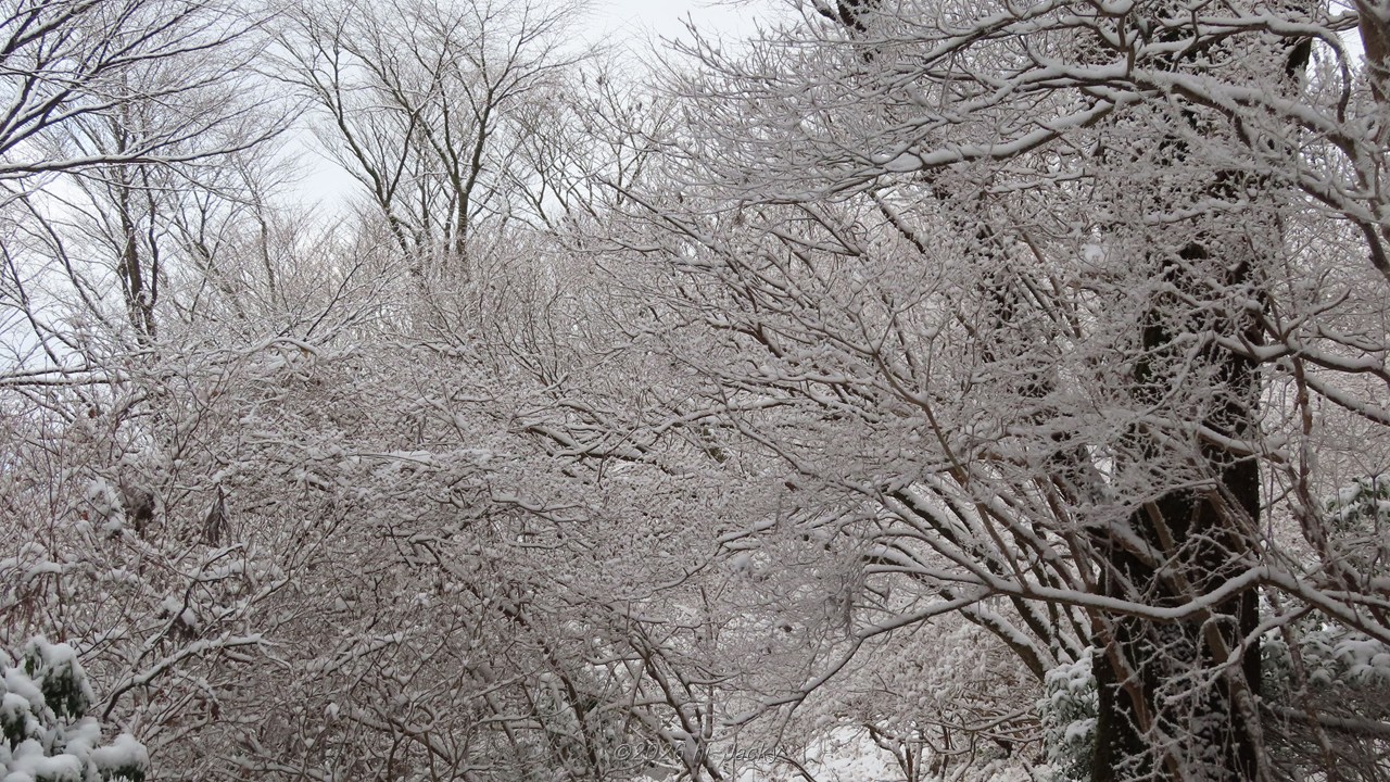 樹霜が付いた木々