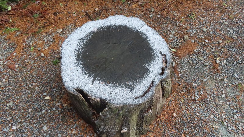 切り株に積もったドーナツ状の雪