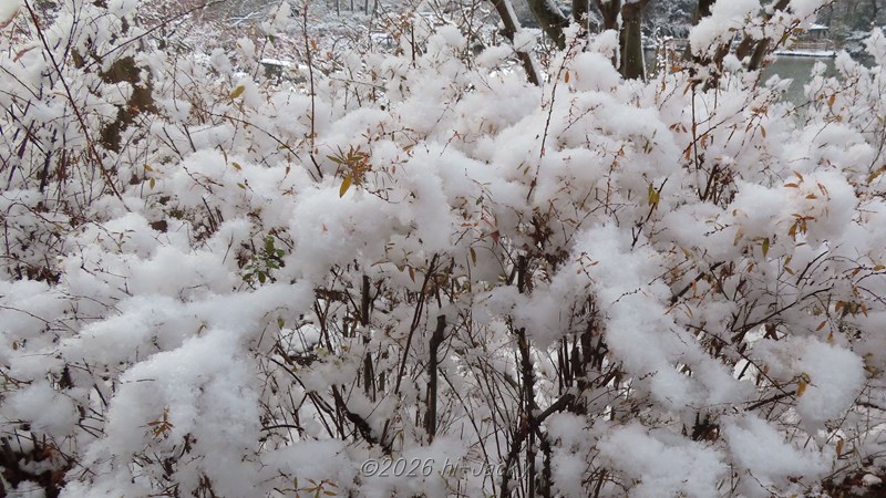 木の上に積もったふわふわの雪