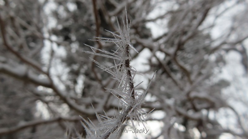 透明感のある樹霜