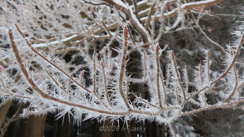 樹霜の付いた枝