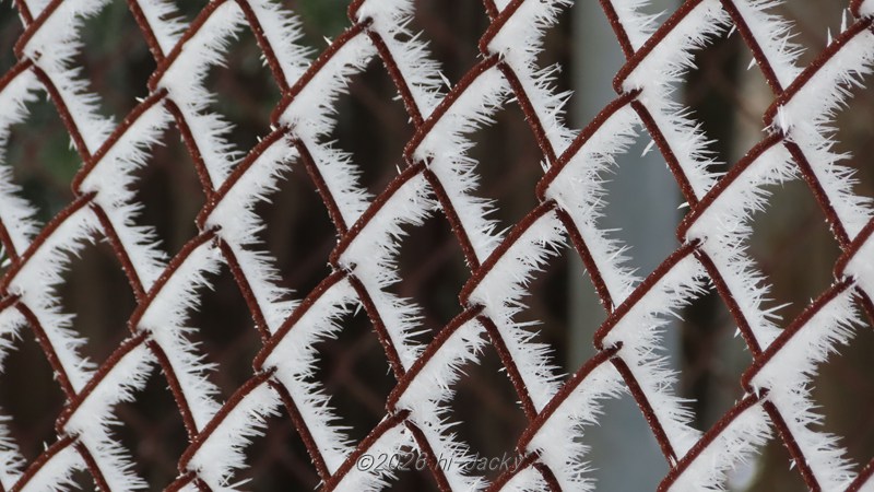 金網のフェンスに付いた樹霜