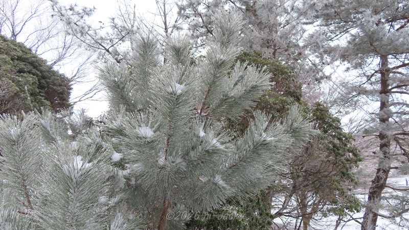 樹霜の付いた松の木