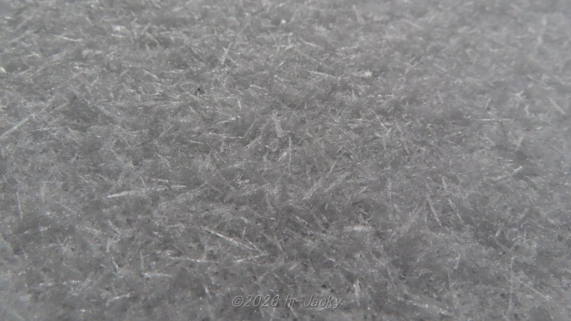 雪の上に落ちた樹霜